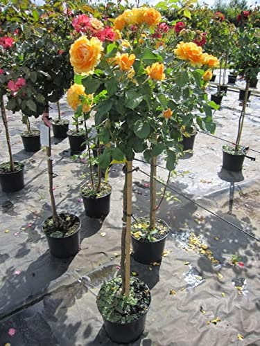 Stammrose Amber Queen® - bernsteinfarbend - duftend++ - Rosa Amber Queen®