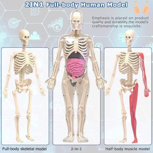 Image of Glow in Dark Human Body Model, 3D Realistic Human Anatomy Model,Removable Human Organ Model for Study Teaching Demonstration