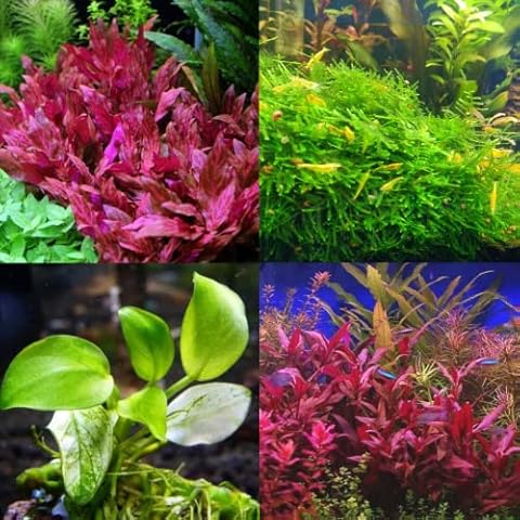 Mainam 3 Different Alternanthera Lilacina Anubias Nana Java Moss Tropical Freshwater Live Aquarium Plant Decorations 3 Days BUY2GET1FREE Cover