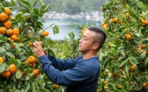 Amazon.co.jp: 完熟 みかんジュース 化粧箱入り 木成り 3本セット