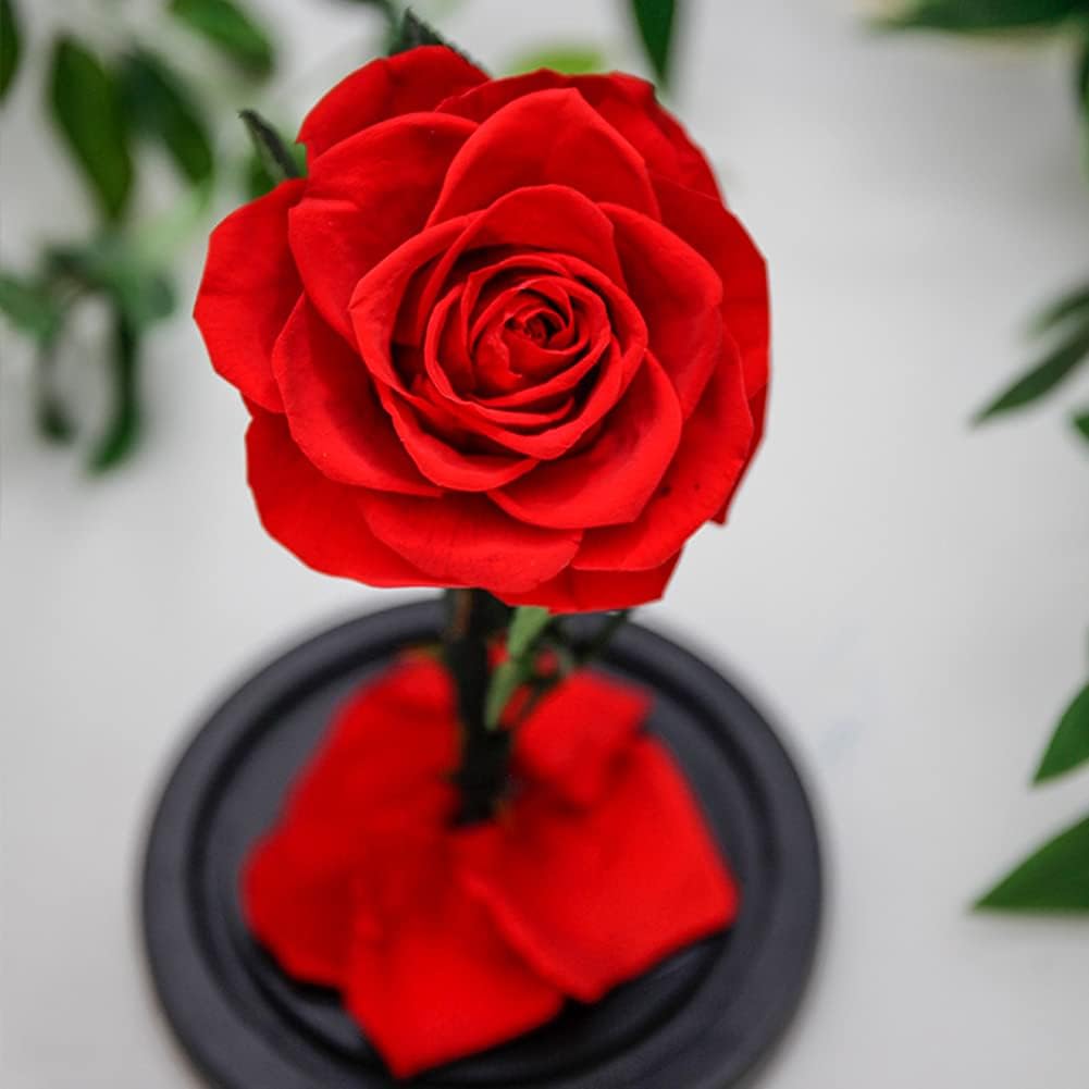 ガラスドームバラ本物手作り保存花プリザーブドフラワーバラ永遠の花木製ベース レッド 最大40 Offクーポン ガラスドームバラ本物手作り保存花プリザーブドフラワーバラ永遠の花木製ベース レッド 最大40 Offクーポン