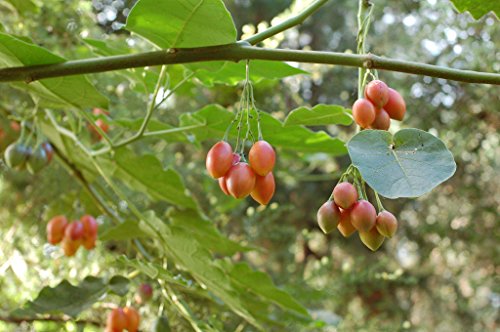 Cyphomandra betacea | Tamarillo | Tree Tomato| 10_seeds - Thumbnail 3