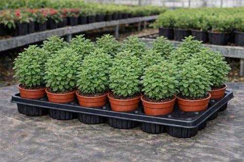 Pack 12 Plantas de Orégano Natural en Maceta 11 cm – Origanum Vulgare – Planta Aromática para Cocina Italiana y Mediterránea