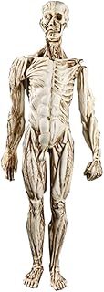 Anatomy Model, Assembly Anatomical Skeleton Anatomy Model- 1: 1 Life Size Human Anatomy Model - Biology Teaching Aid Educational Materials for School,Education for Medical Demonstration