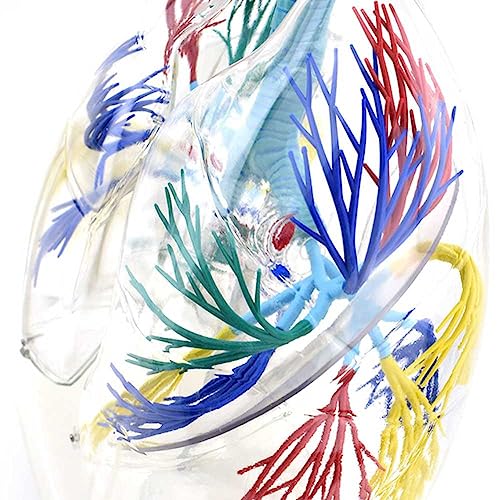Modèle de poumon transparent pour étude anatomique de l'arbre bronchique - 8