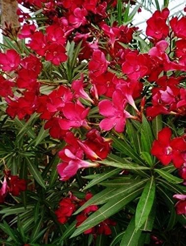 Image of Live Red Kaner Plant | Oleander Flowering Outdoor Shrub | Lal Kaner Flower Plant for Home Garden Terrace Balcony
