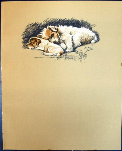 Perrito de Jack Russell del Remiendo de los Perros de la Impresión de Color de la Antigüedad de Lucy Dawson 1936