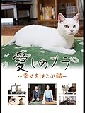 愛しのノラ ~幸せをはこぶ猫~
