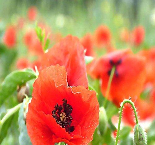 Big Pack - (50,000) Perennial Orange-Scarlet Oriental Poppy Flower Seeds - Papaver Orientale - Non-Gmo Seeds By Myseeds.co (Big Pack - Oriental Poppy) #TOP24