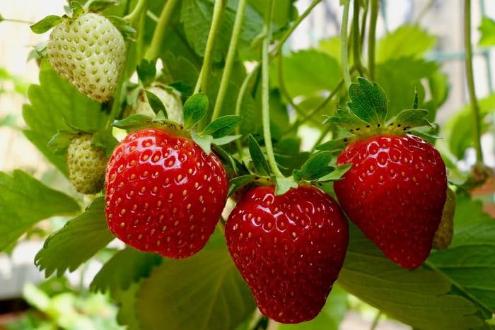 OhhSome Sweet Charlie Jharaber Strawberry Plant - Grafted For Your Home And Garden(1 Plant) (B0C7VYFMPK) Amazon Price History, Amazon Price Tracker