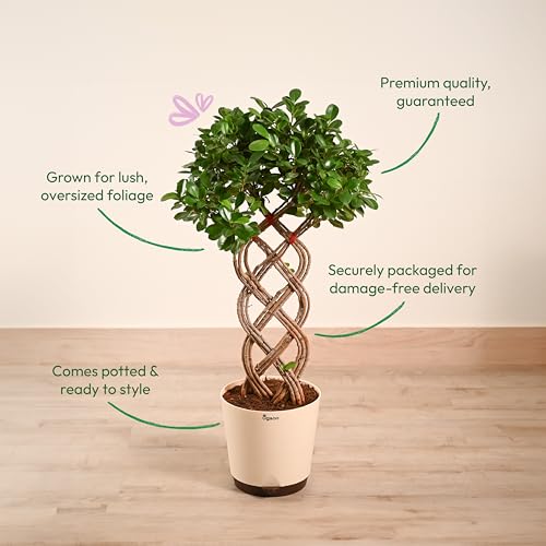 Image of UGAOO Ficus Netted Microcarpa - XL | Indoor Plant for Home | Live Plant with Pot | Indoor Plants with Pots for Home | Live Plants for Living Room