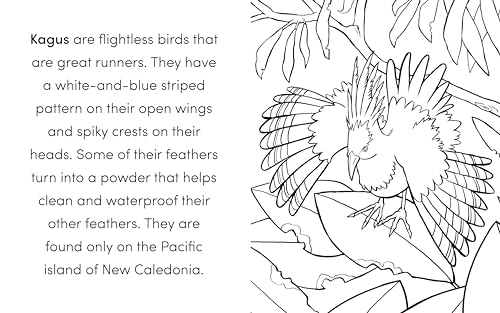 Bird Book for Kids: Coloring Fun and Awesome Facts (A Did You Know? Coloring Book) - Image 7