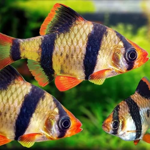Tiger Barb (Pack of 6 Fish) - Aquarium Exotic Freshwater Live Fish