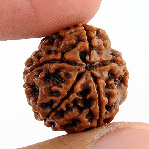 Takshila Gems® Natural 5 Mukhi Rudraksha (5 Face Rudraksha) Lab Certified Rudraksha, Five Face Rudraksha, Panchmukhi Rudraksha (B07J5LK3QL) Amazon Price History, Amazon Price Tracker