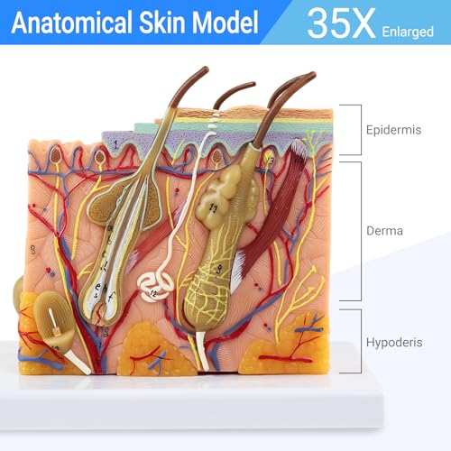 Image of 35X Magnified Skin Anatomy Model with Base - Perfect for Education & Medical Learning
