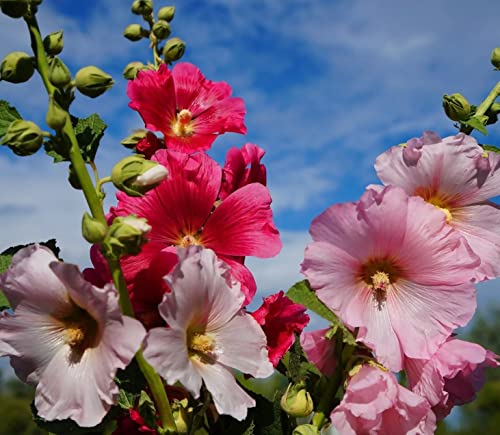 【300+】Hollyhock Seeds For Planting Multicolored #TOP1