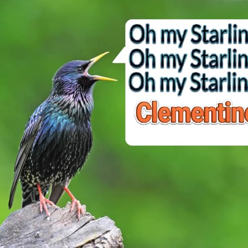 Episode 80: Oh my Starling, Clementine (European Starling)