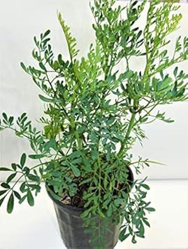 Amazon.com : ruda/rue Full Plant with Root… : Patio, Lawn & Garden
