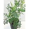 Amazon.com : ruda/rue Full Plant with Root… : Patio, Lawn & Garden