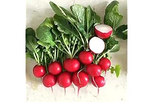Cherry Belle Radish Seeds: Savor the Crisp Delight!