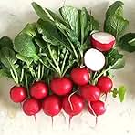 Cherry Belle Radish Seeds - 500+ Non-GMO Heirloom, Fast Growing, Round, Red, Crisp Radishes - Great for Salads, Sandwiches, and More