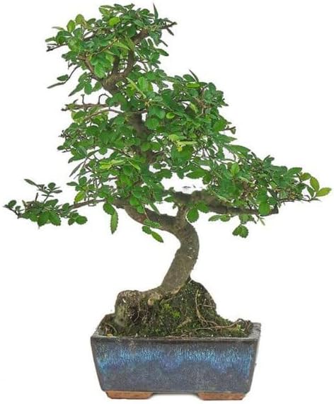 Bonsái Zelkova Parvifolia Natural Árbol Conocido como Olmo Chino