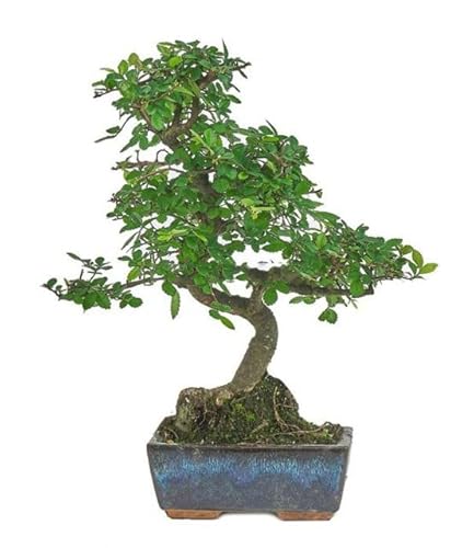Bonsái Zelkova Parvifolia Natural Árbol Conocido como Olmo Chino
