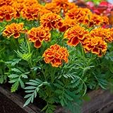 4 Live Marigold Plants, Marigolds Flower Live Plants, 3 to 6 Inches Marigold Starter Plant, Flowers Plant for Outdoor Indoor Garden Planting