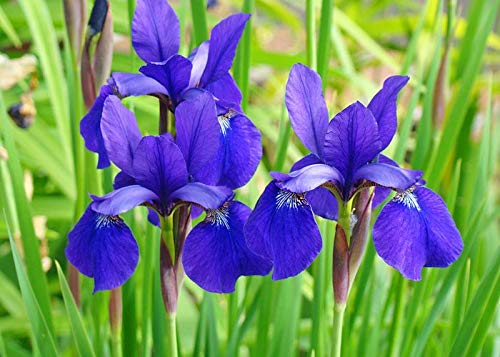 Dutch Iris Blue Pearl Beautiful Fresh Flower Bulbs for Home Terrace and Kitchen Indoor Outdoor Gardening Planting (Blue Pearl, 2)-image-37