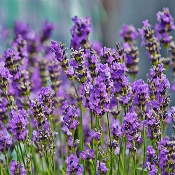 Image of LAVENDER LIVE PLANT ALL SEASON PURPLE FLOWERING PLANT FOR HOME & GARDEN INDOOR OUTDOOR DECORATIVE HERB FRAGRANT LAVENDER PLANT WITH 3 INC PLASTIC POT (PACK OF 1)