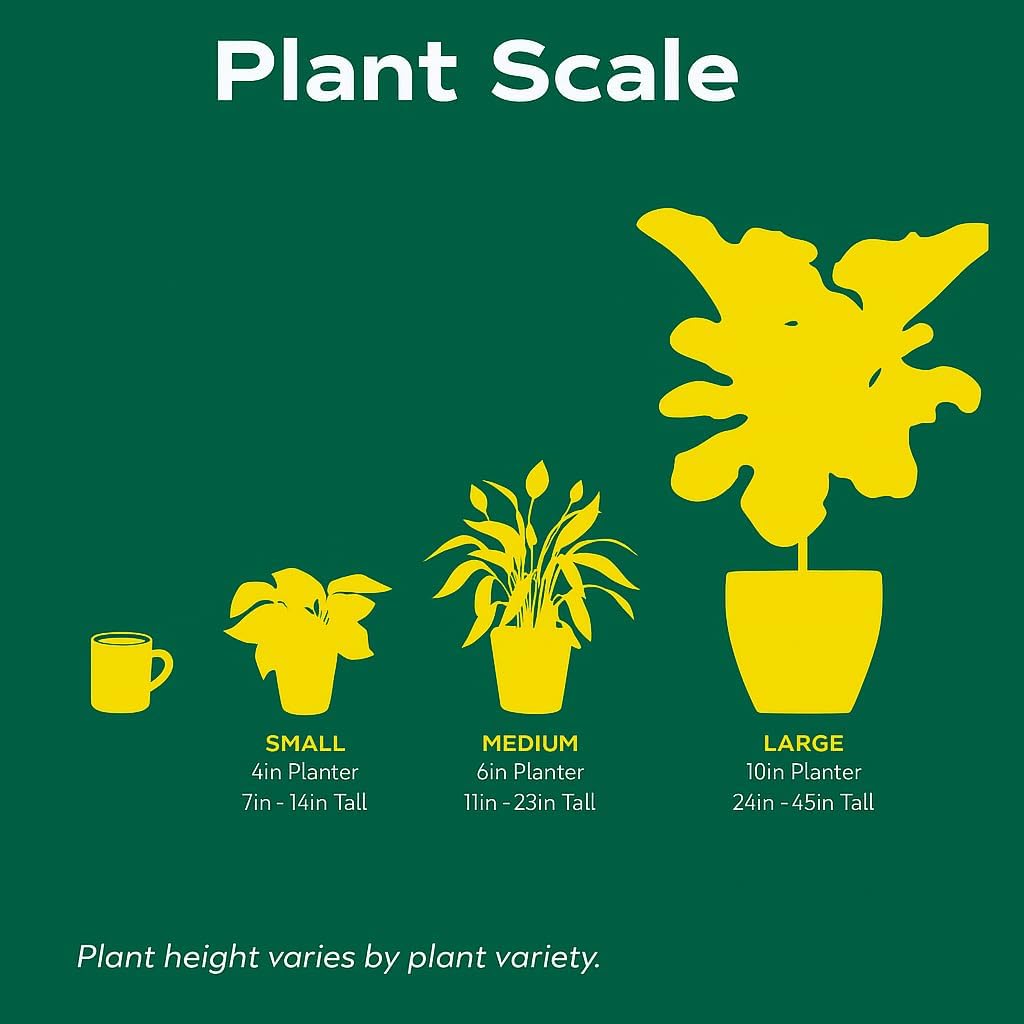 Syngonium White Butterfly | Live Plant for Indoor & Outdoor | for Living Room, Office, Bathroom | (6" Pot)