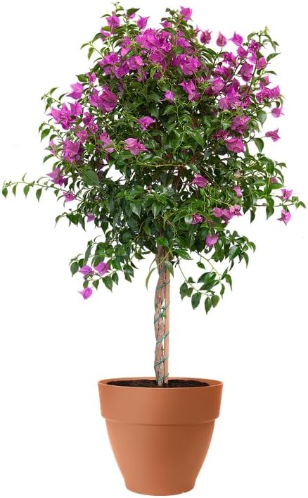 elho Vibia Campana Round 65cm - Large Plant Pot Outdoor - Including Water Reservoir - 100% Recycled Plastic - Brown/Terra