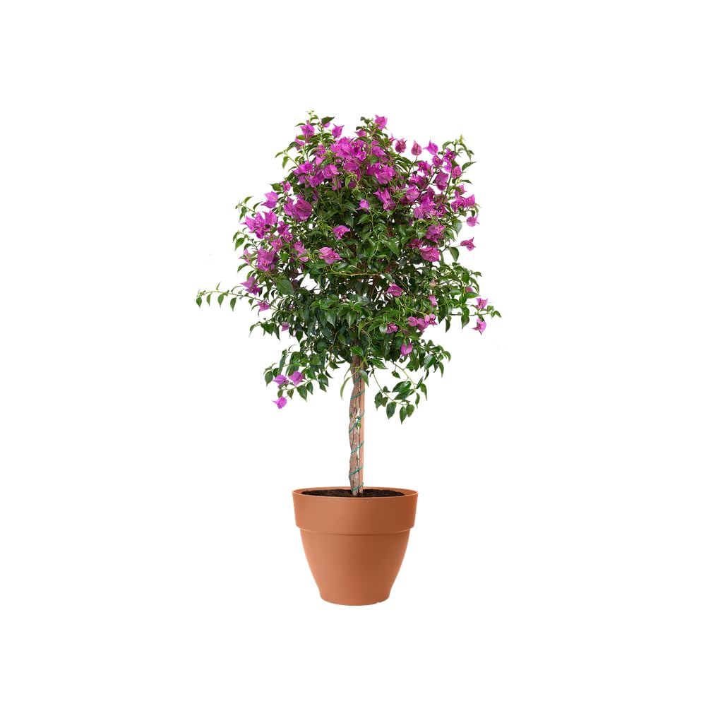 Elho Vibia Campana 65cm Maceta - Terra | Ø 65 x Al. 56 cm | Apto para exterior | Plástico 100 % reciclado