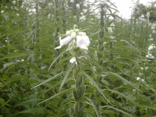 PLAT FIRM SEMILLAS DE GERMINACION: 500 - Semillas: Semillas de sAsamo (blanco) La planta de sAsamo estAc cargada de energAa y es rica en vitaminas