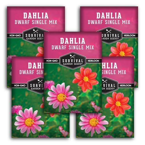 Dwarf Single Mix Dahlia Seeds for Planting - Compact Colorful Blooms for Beds, Borders & Containers - Easy-Grow Flower Variety - Heirloom Non-GMO - Survival Garden Seeds (5 Packs)