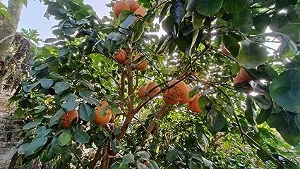 Nandini Garden Red Ponderosa Lemon Big Citrus Limon Chakotra Batabi Lebu Pomelo Grape Fruit Giant Wild Lime (Citron) Grafted Rare Plant Tree 1.5-2 ft
