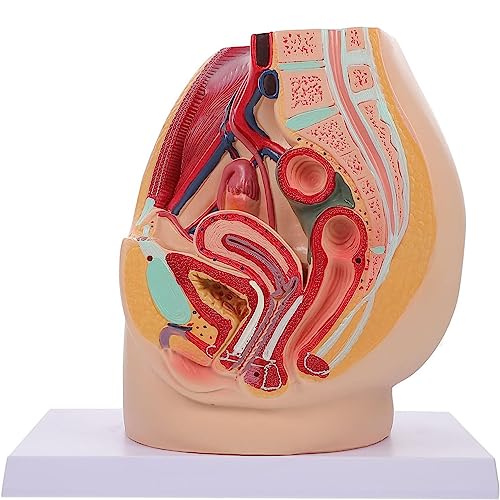 Fournitures pour l'utérus reproducteur avec modèle de pelvis anatomique durable