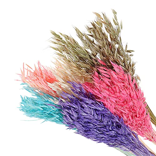 Pampas Grass Large 25pcs Natural Dried Wheat Ear miniatura 3