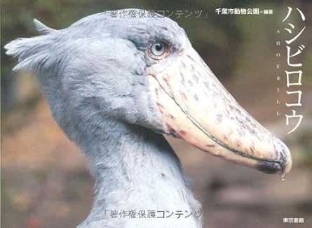 ハシビロコウ 千葉市動物公園