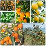 semillas de kumquat - kumquat - arbustos de ación resistente, jardín de rocas, resistentes 125pcs