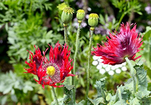 Seeds Jimi's Flag Poppy Scarlet Red Lavender and Purple Papaver Flower Get 200 Seeds #SFB01YN