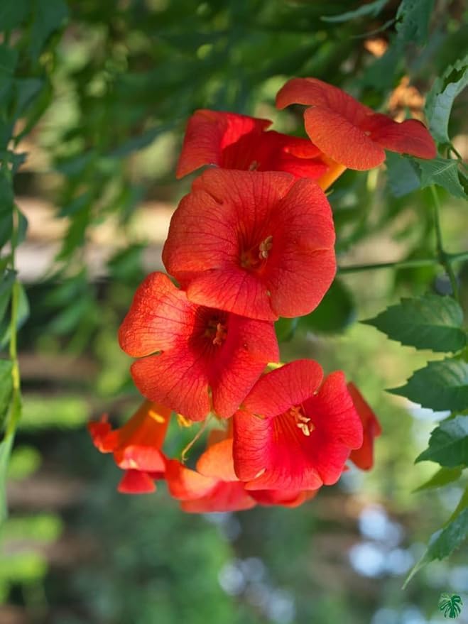 Red Tecoma/Tikoma Flower Plant With Pot - For Garden Outdoor live Healthy Plant With Plastic Pot-image-34