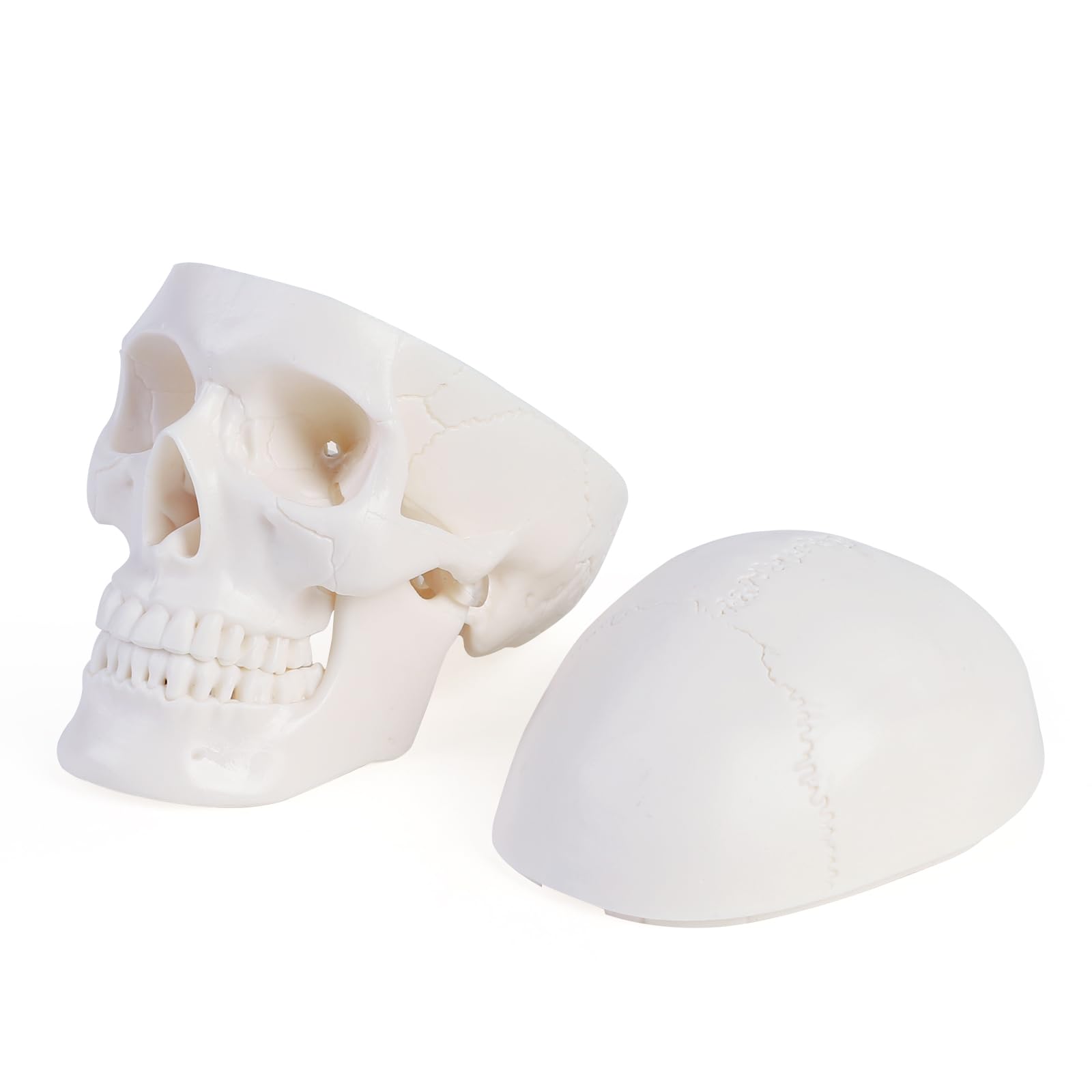 ERWEY Mini crâne modèle de squelette pour l'enseignement de l'anatomie, modèle squelette d'un crâne humain avec mâchoire mordable, blanc