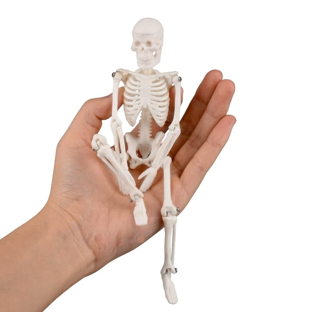CNAFGBGG Mini Skeleton Toy, 7.87in Movable Joints, Halloween Decor.