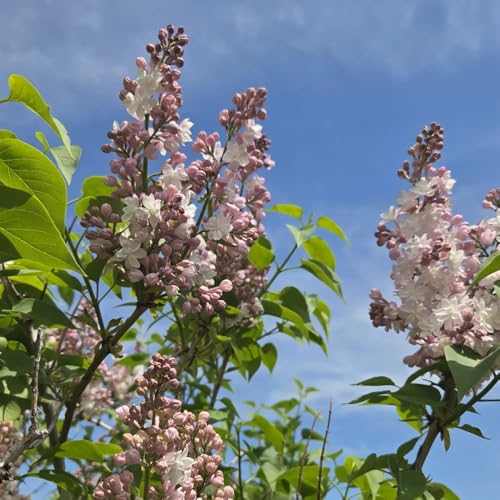 Semi di lillà da balcone primaverili lilla da appartamento esotiche resistenti per gli amanti del giardino recisi interno resistenti in vaso 65pcs