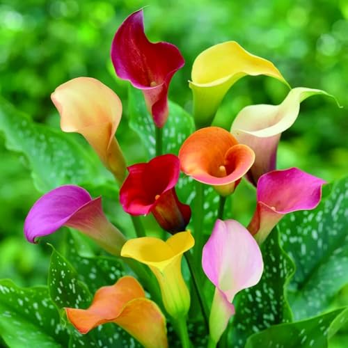 Premium Calla Lily Bulbs – Stunning Large Blooms, Simple to Grow – Perfect for Indoor Decor, Gifts & Holiday Displays-2 Bulbs-E