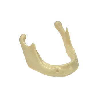 Dental Mandible Jaw Model for Implant Practice Drilling and Insertion M2022