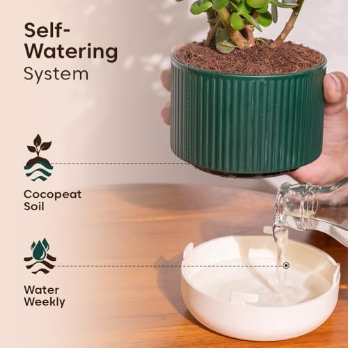 Image of Kyari Combo of 3 Indoor Plants - Lucky Jade, Golden Hahnii, Money Variegated with Green Self Watering Pot 4 Inch - Live Plants for Home Decor, Living Room, Office Desk - Air Purifying Vastu Plant Set