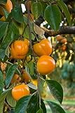 Persimmon Tree Plant Live, 2 American Persimmon Trees 24 Inches Tall, Well Rooted, High Yields, Ship