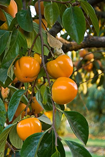Persimmon Tree Plant Live, 2 American Persimmon Trees 24 Inches Tall, Well Rooted, High Yields, Ship Bareroot #TOP29